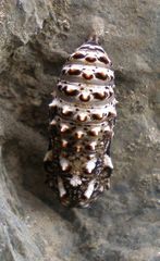 Melitaea phoebe
