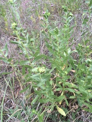 Grindelia ciliata