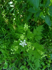 Anthriscus sylvestris