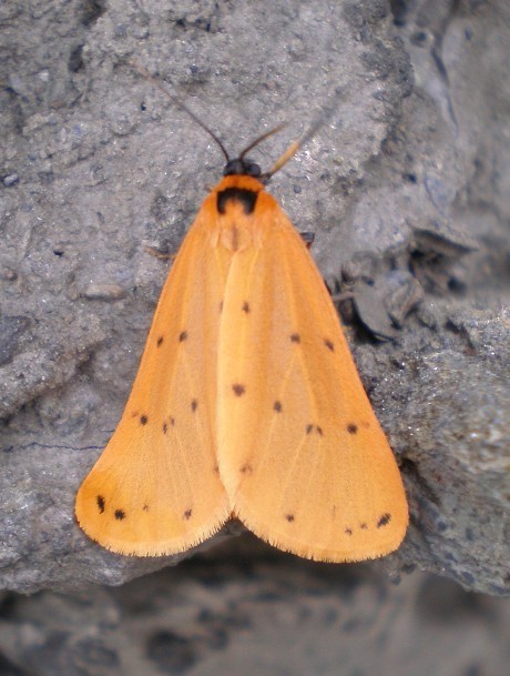 Setina flavicans