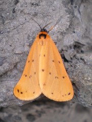 Setina flavicans