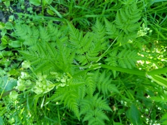 Anthriscus sylvestris