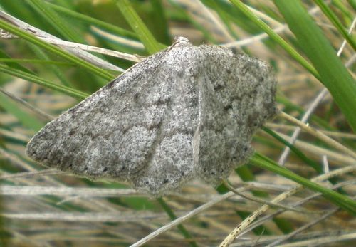 Yezognophos serotinaria