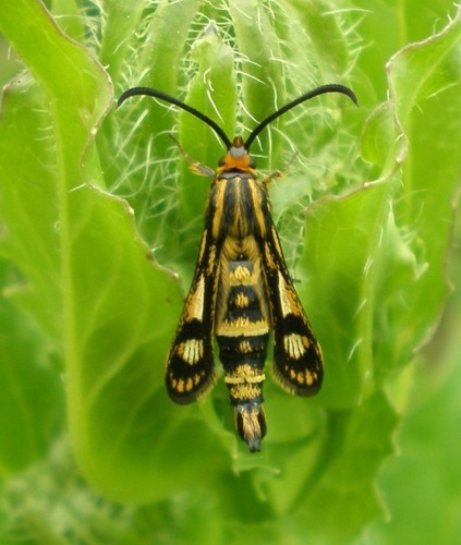 cypress spurge clearwing
