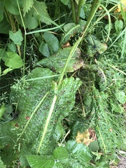 Puccinia malvacearum