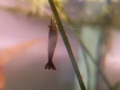 Neocaridina davidi