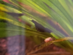 Neocaridina davidi