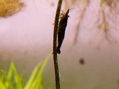Neocaridina davidi