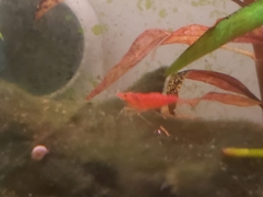 Neocaridina davidi