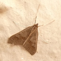 Mecyna asinalis