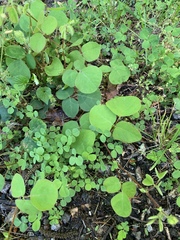 Desmodium rotundifolium