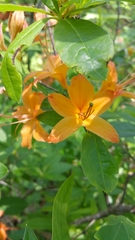 Rhododendron cumberlandense