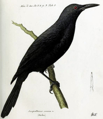 Kosrae Starling photo 1