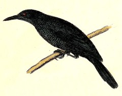Kosrae Starling photo 2
