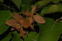 Carpodiptera africana