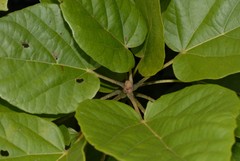 Carpodiptera africana