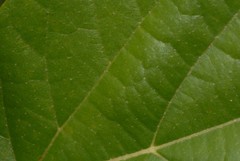 Carpodiptera africana