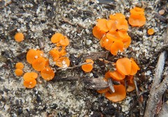 Cheilymenia raripila
