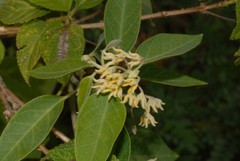 Leptadenia madagascariensis