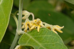 Leptadenia madagascariensis