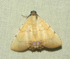 Eulepidotis micca