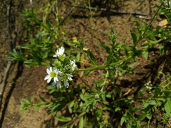 Berteroa incana