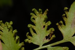 Lygodium kerstenii image