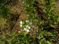 Berteroa incana