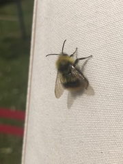 Bombus