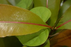 Ochna macrantha