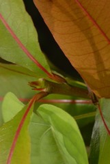 Ochna macrantha