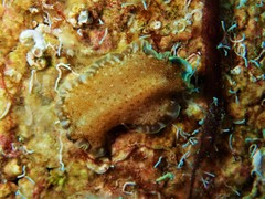 Pseudoceros bicolor marcusorum