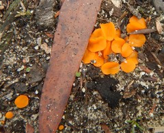 Cheilymenia raripila
