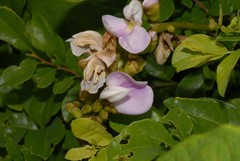 Canavalia madagascariensis