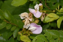 Canavalia madagascariensis