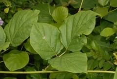 Canavalia madagascariensis