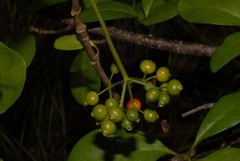 Psychotria punctata image