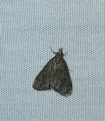 Loxostegopsis merrickalis