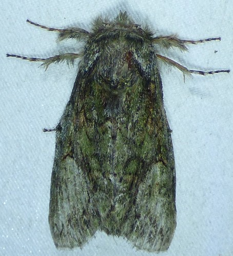 White-blotched Prominent and Allies photo 5