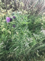 Cirsium vulgare