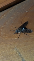 Pangoniinae