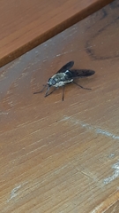 Pangoniinae