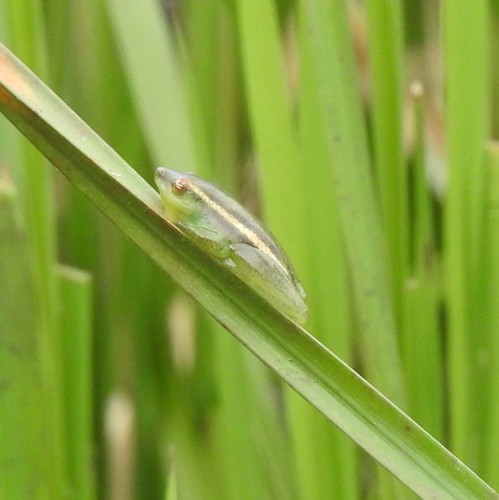 Howell's Reed Frog