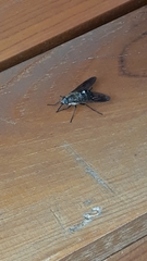 Pangoniinae