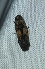 Pherhimius fascicularis