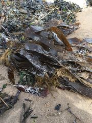 Laminaria digitata