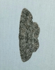 Hypomecis umbrosaria