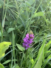 Dactylorhiza praetermissa