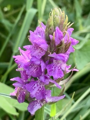 Dactylorhiza praetermissa
