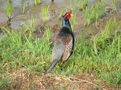 Phasianus versicolor
